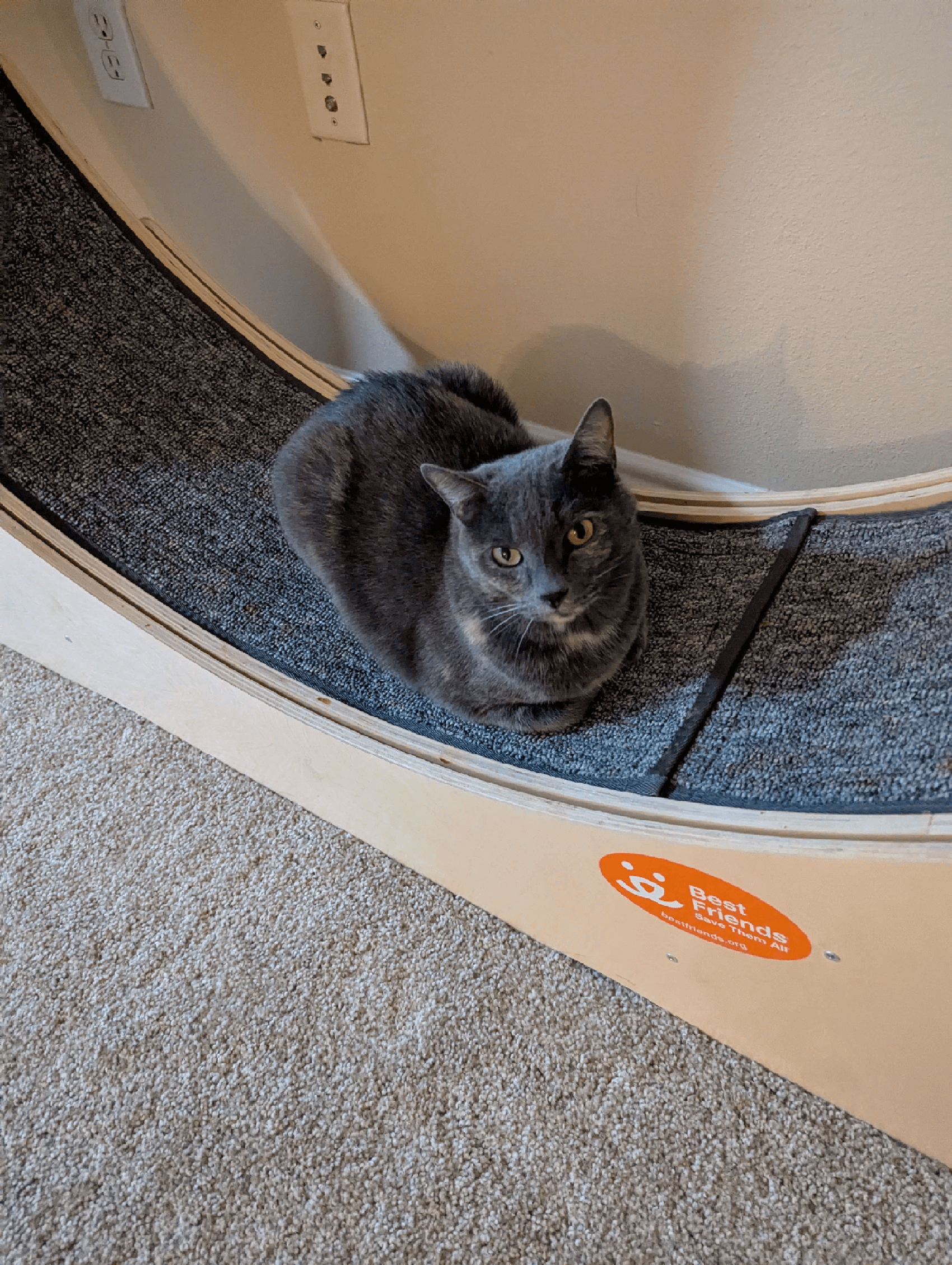 Auri, a grey cat sitting and looking at the camera